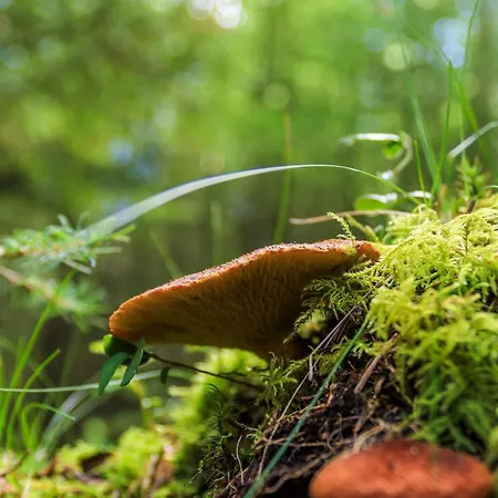 5 Person In Hovborg-by Traum Hovborg